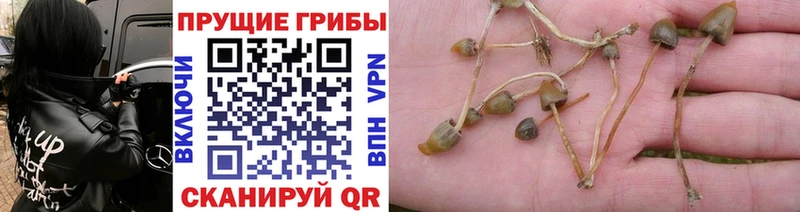 Купить  Бодайбо  Галлюциногенные грибы Magic Shrooms 